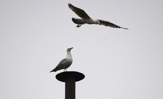 Sea Gull -Vatican- New Pope